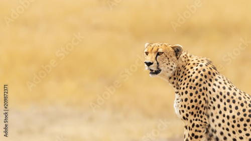 Young adult cheetah banner