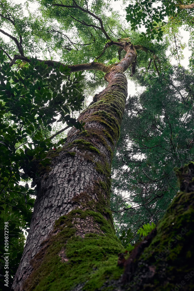 Fototapeta premium tree from the bottom