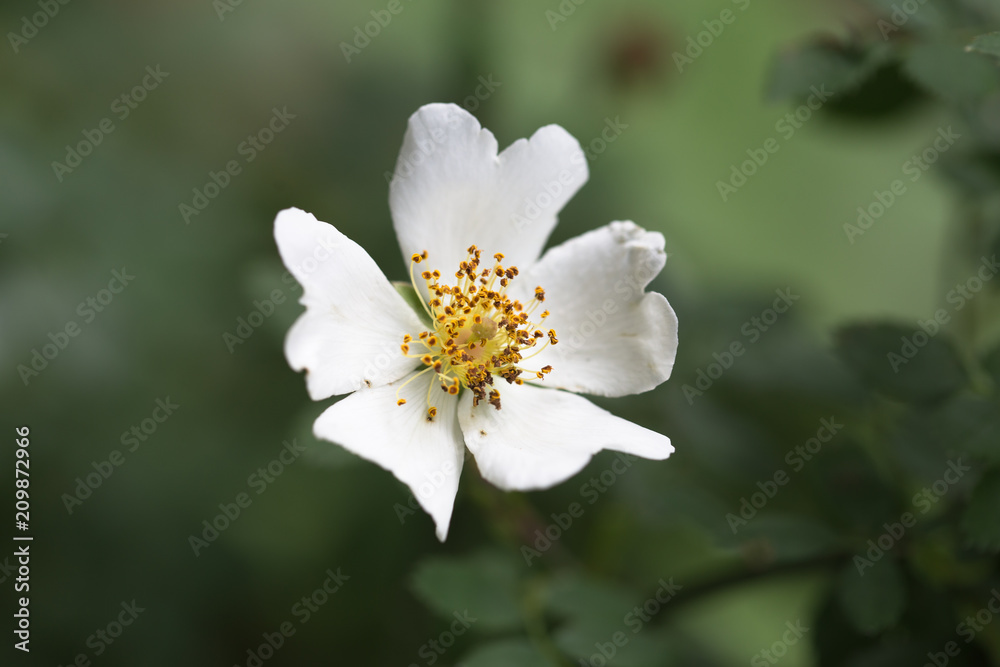 Fototapeta premium Blume