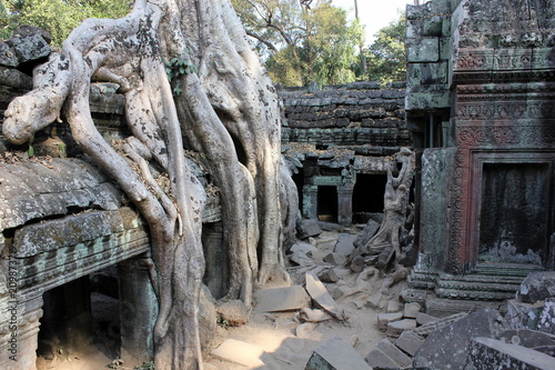 Tree roots growing in Ta Phrom temple in Angkor Wat, Siem Reap, Cambodia
