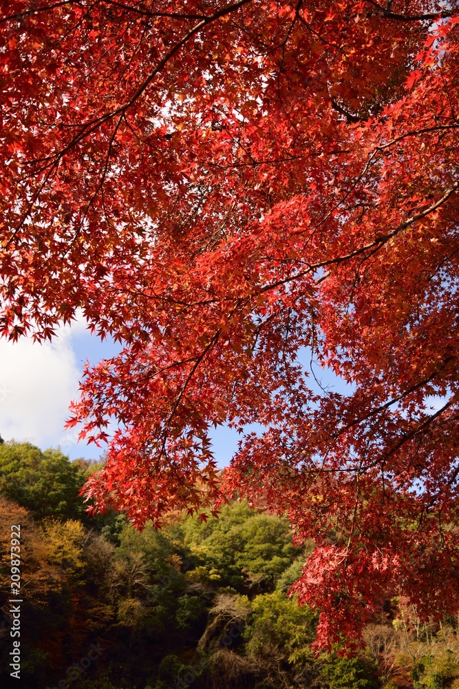 紅葉