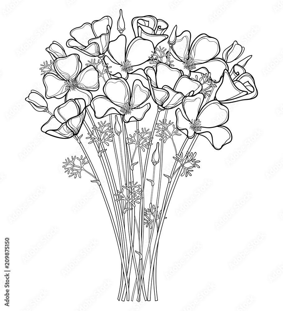 Wektor bukiet kontur kwiat maku Kalifornii lub Kalifornii światło słoneczne  lub Eschscholzia, liść i pączek w kolorze czarnym na białym tle. Kontur  ozdobny mak na letni projekt lub kolorowanka. #209875150 - Kwiaty -
