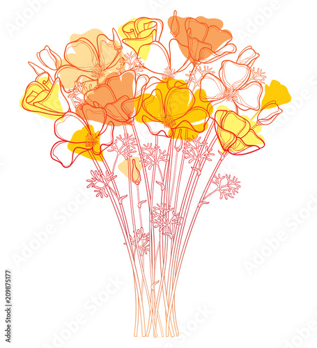 Vector bouquet with outline orange California poppy flower or California sunlight or Eschscholzia, leaf and bud isolated on white background. Ornate contour orange poppies for enjoy summer design. photo