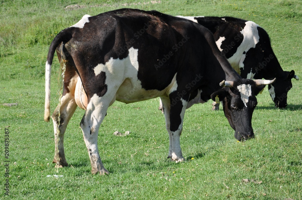 Cow grazing and peeing on a green grass meadow in the countryside Cow grazing and peeing on a green grass meadow in the countryside