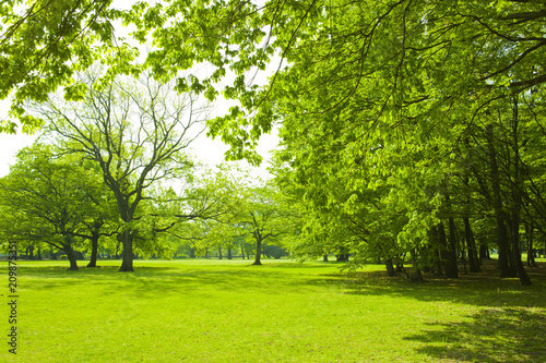 Fototapeta Naklejka Na Ścianę i Meble -  Park lawn