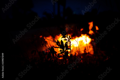 Abstract plant silhouette at fire flames. 