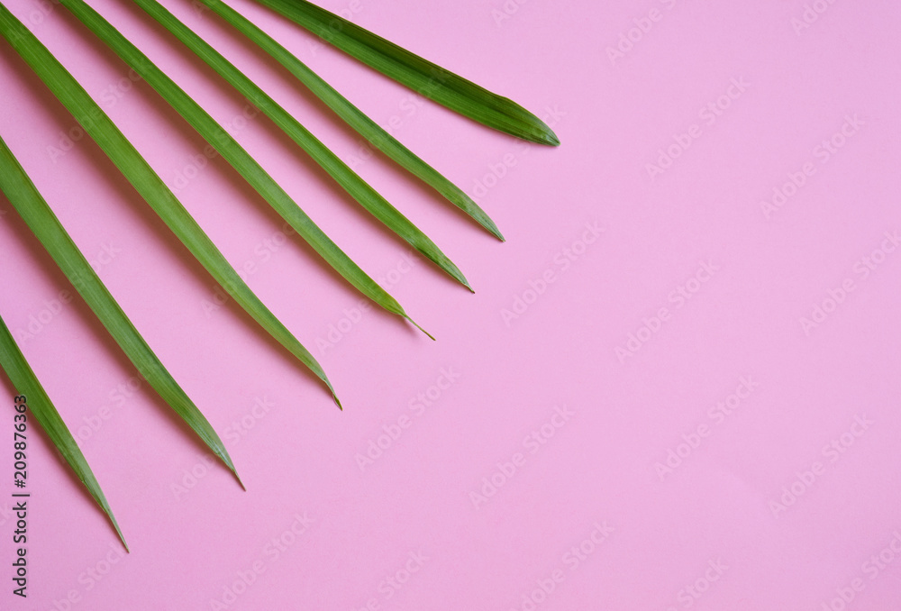 Creative minimal summer idea. Green leaf branches. Palm leaves on pastel colors. Tropical exotic background with empty space for text. Concept creative art. Flat lay, top view.