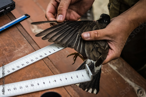 Ornithology, the study of birds. photo