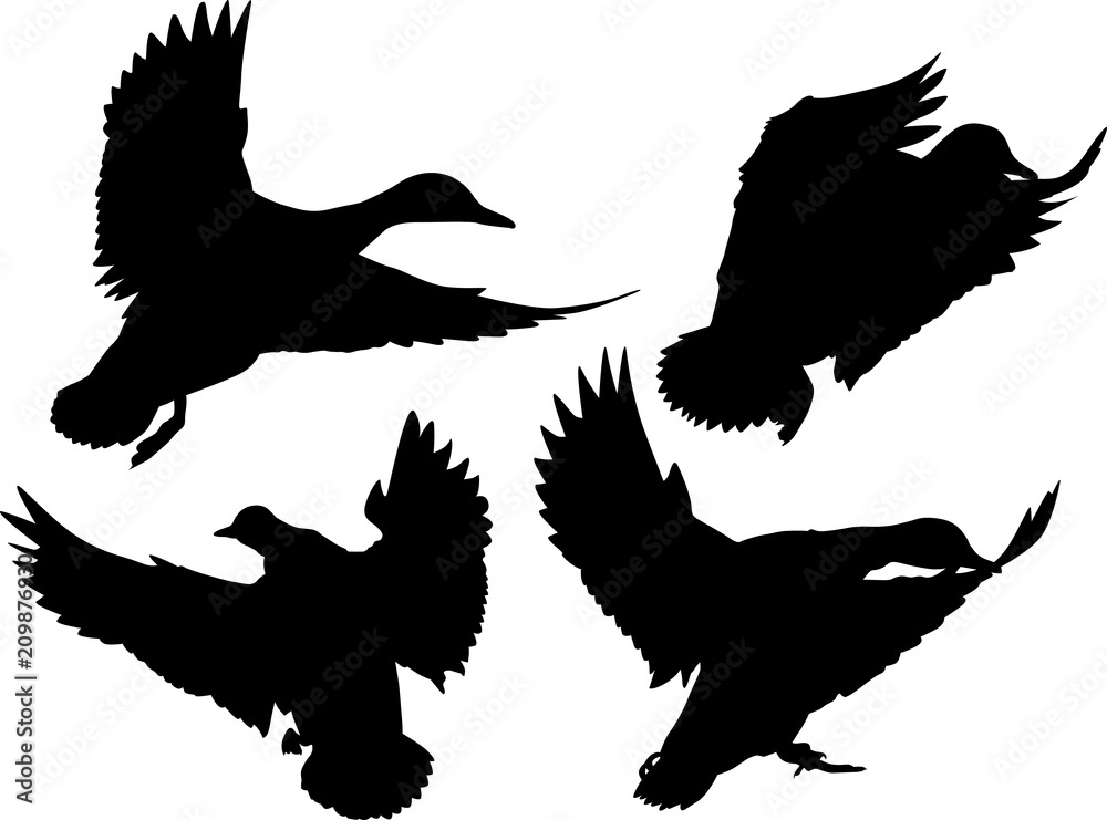 Obraz premium four flying ducks silhouettes isolated on white