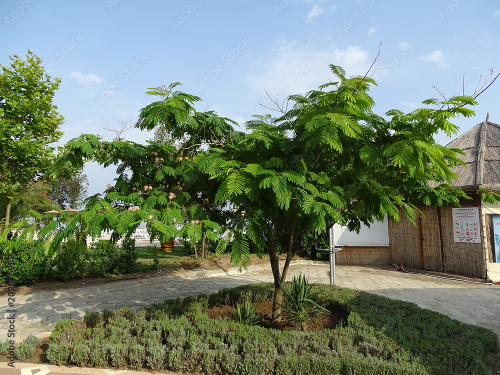 Obraz premium Tree