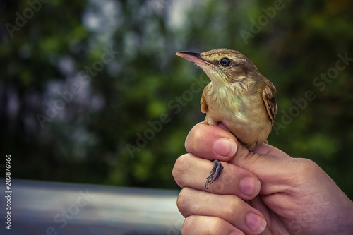 A small bird in the hands. photo