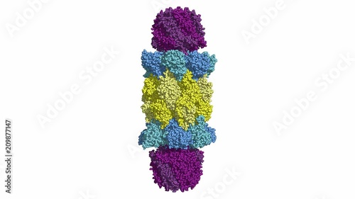Yeast 20S proteasome particle in complex with the proteasome activator. Rotating space-filling model, seamless loop photo