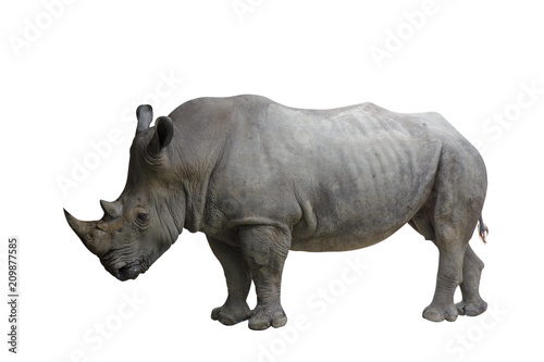 Closed up of rhino animal isolated on white background.