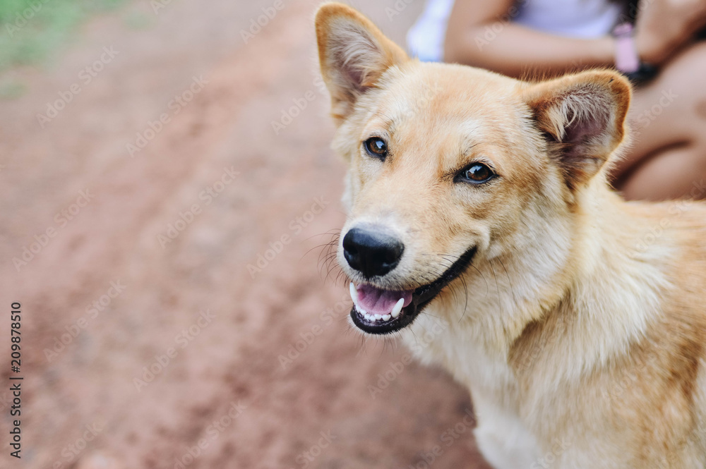 Brown dog is smiling happily.