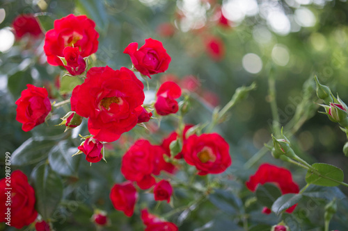Lovely red climbing roses. Ornamental red roses filled picture. Bush of beautiful climbing small roses with green leaves. A lot of little velvet roses fringed 