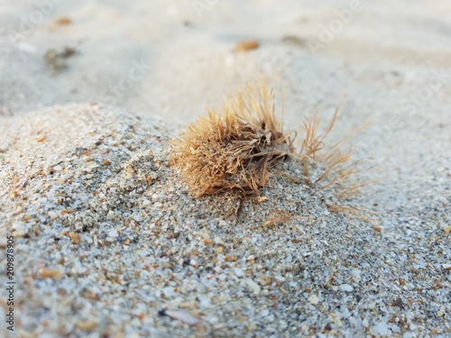 Seul sur le sable