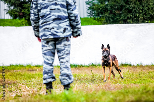 Military german shepherd ready-to-go © 279photo
