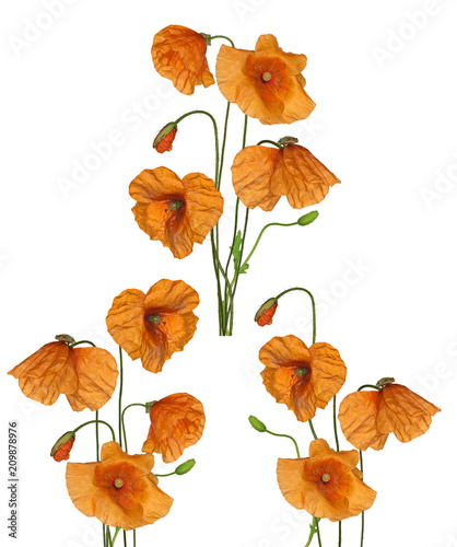 Fototapeta Naklejka Na Ścianę i Meble -  three bunches of orange poppy flowers collection