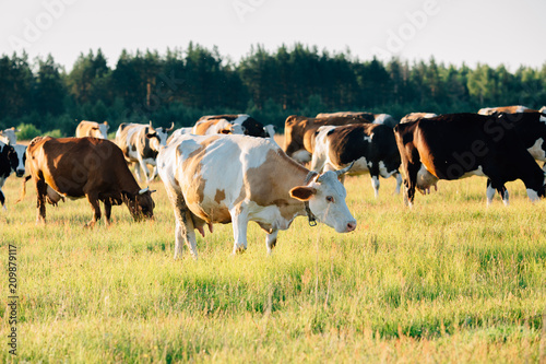 A herd of cows grazing in the meadow.