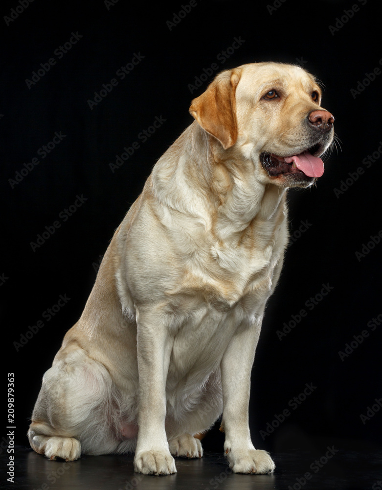 Labrador retriever Dog on Isolated Black Background in studio