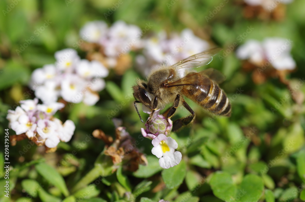 Honey bee and lippia flowers Honey bee and lippia flowers