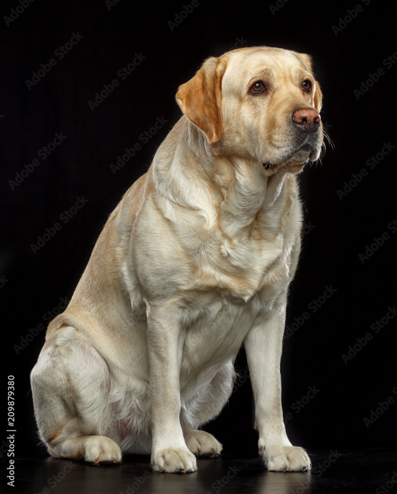 Labrador retriever Dog on Isolated Black Background in studio Labrador retriever Dog on Isolated Black Background in studio