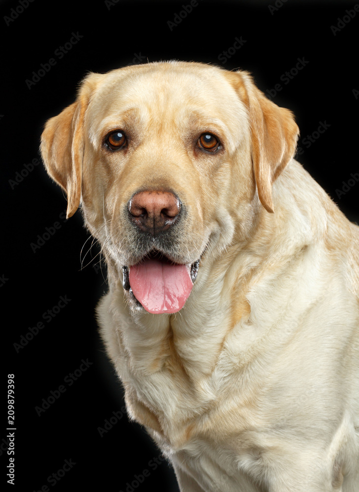 Labrador retriever Dog on Isolated Black Background in studio Labrador retriever Dog on Isolated Black Background in studio