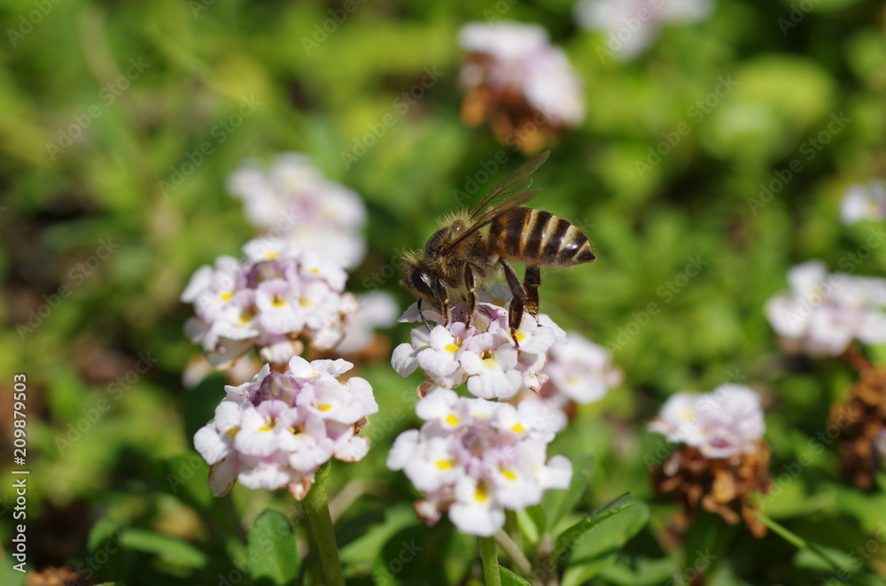 Honey bee and lippia flowers Honey bee and lippia flowers