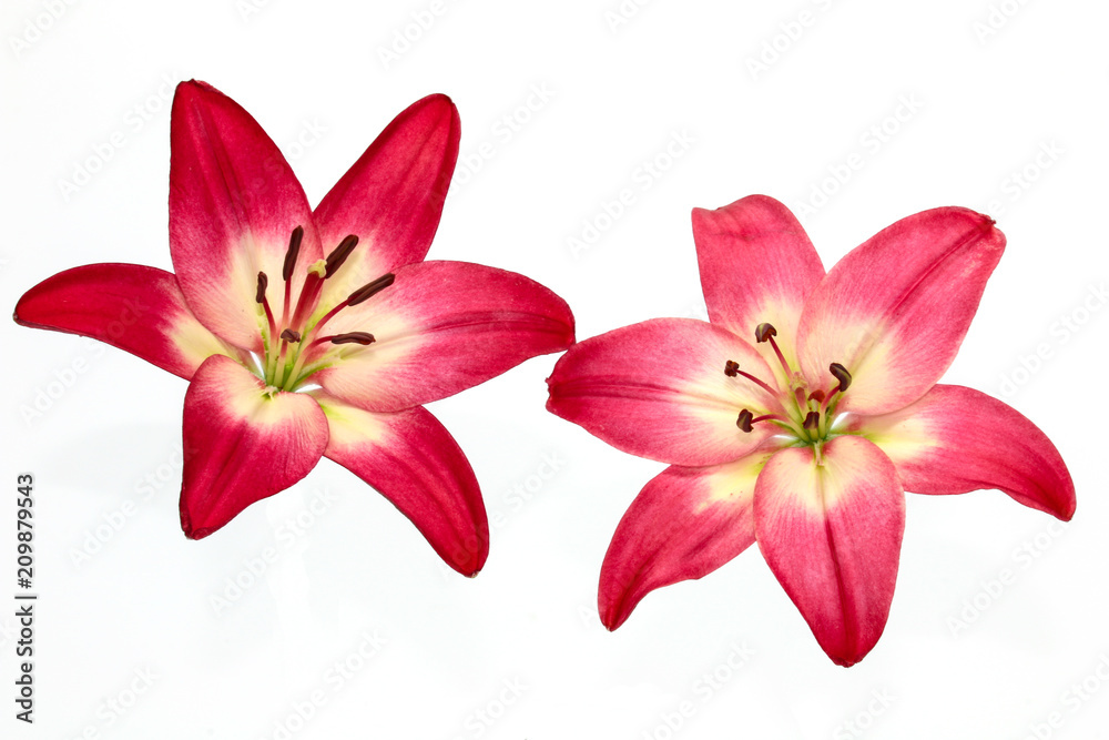 Close up of Red lily flower on white background 
