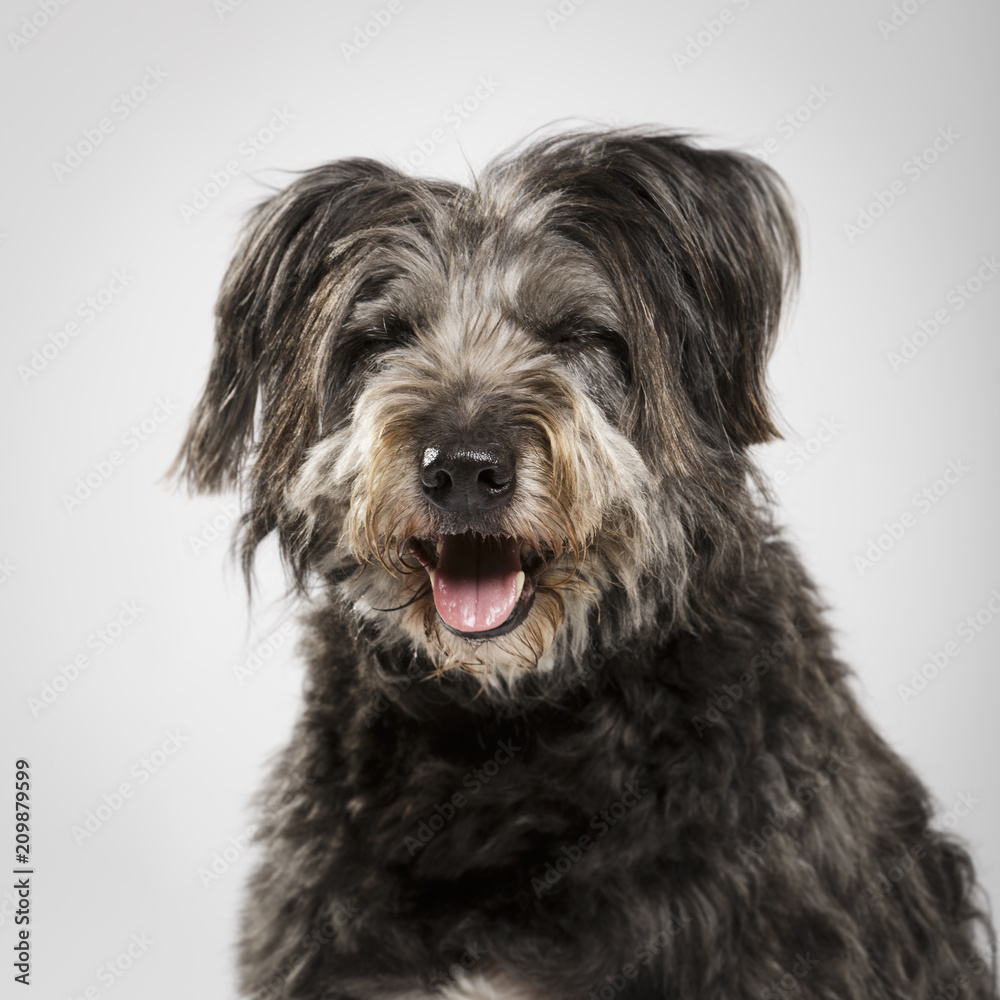 Studio portrait of an expressive catalan shepherd dog called Gos d'Atura against white background
