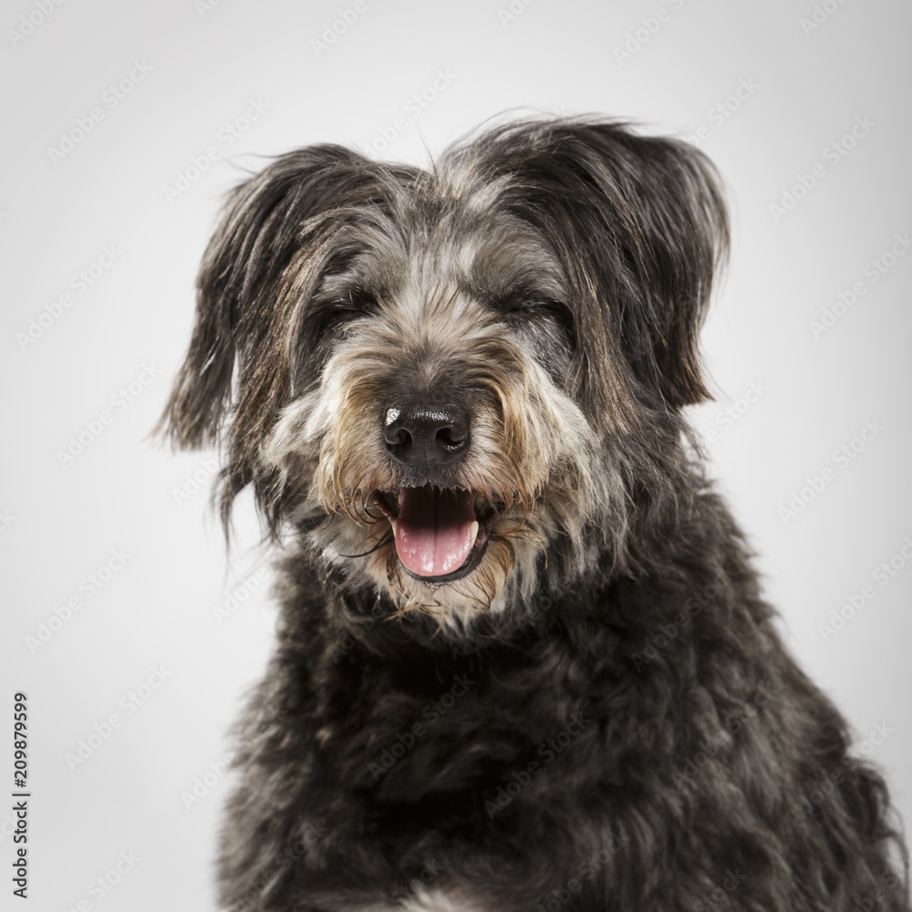 Studio portrait of an expressive catalan shepherd dog called Gos d'Atura against white background Studio portrait of an expressive catalan shepherd dog called Gos d'Atura against white background