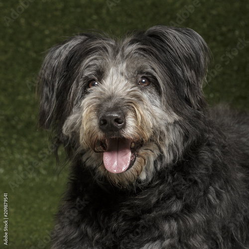 Studio portrait of an expressive catalan shepherd dog called Gos d'Atura against green background