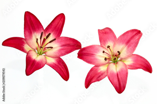Close up of Red lily flower on white background 