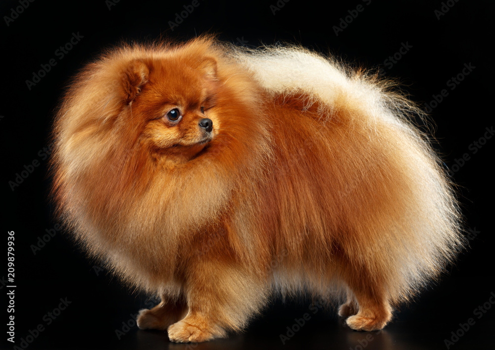 Pomeranian spitz Dog on Isolated Black Background in studio Pomeranian spitz Dog on Isolated Black Background in studio