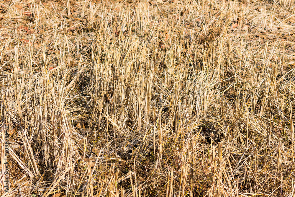 Indian paddy straw at close view looking awesome in a indian paddy farming field. Indian paddy straw at close view looking awesome in a indian paddy farming field.