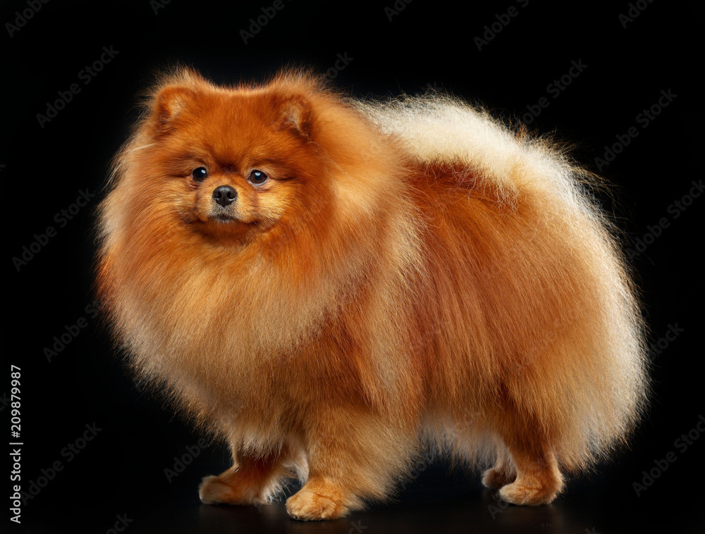 Pomeranian spitz Dog on Isolated Black Background in studio