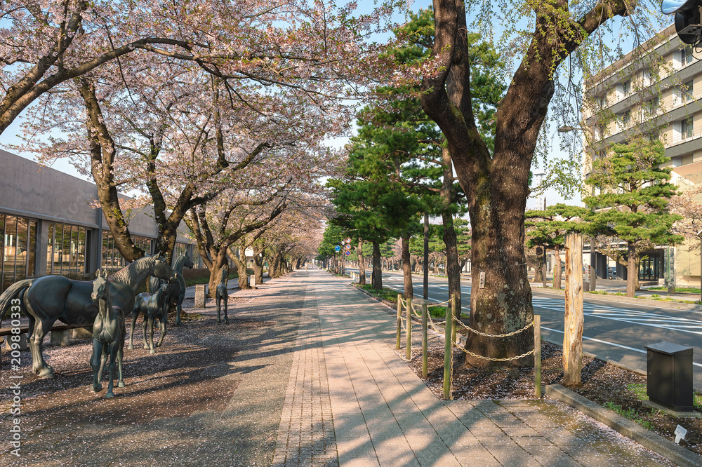 十和田市官庁街通りの桜並木	