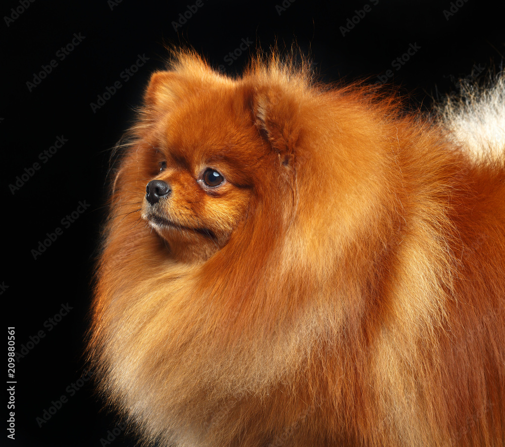 Pomeranian spitz Dog on Isolated Black Background in studio Pomeranian spitz Dog on Isolated Black Background in studio