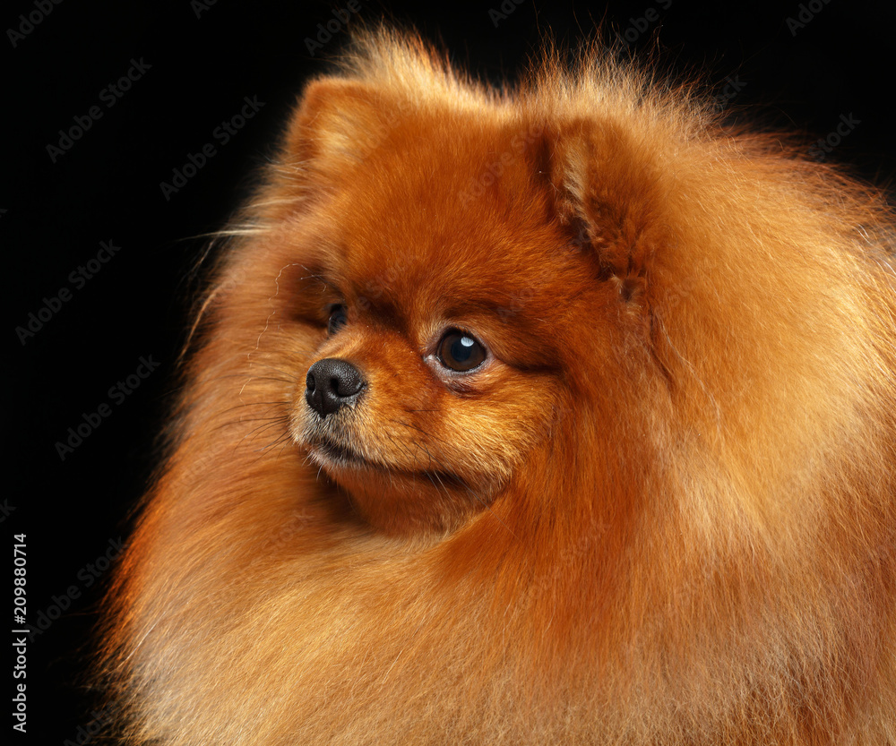 Pomeranian spitz Dog on Isolated Black Background in studio Pomeranian spitz Dog on Isolated Black Background in studio