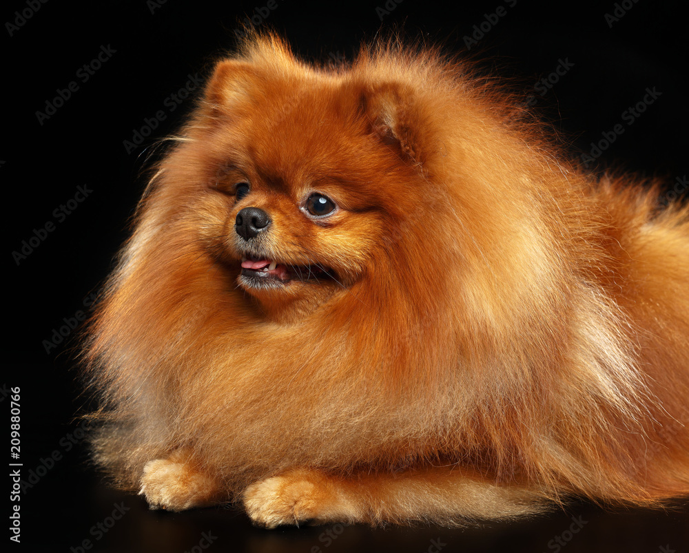 Pomeranian spitz Dog on Isolated Black Background in studio Pomeranian spitz Dog on Isolated Black Background in studio
