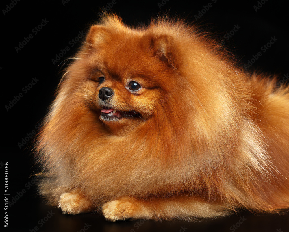 Pomeranian spitz Dog on Isolated Black Background in studio