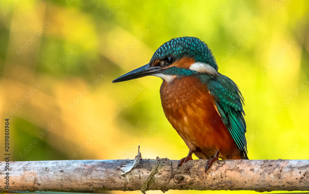 Common Kingfisher Common Kingfisher