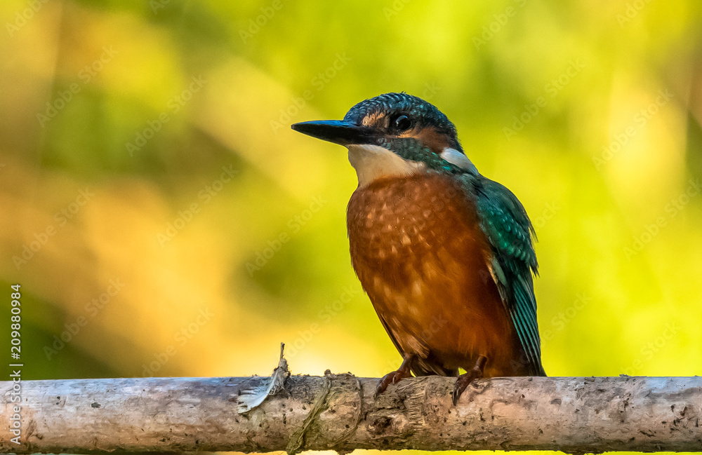Fototapeta premium Common Kingfisher