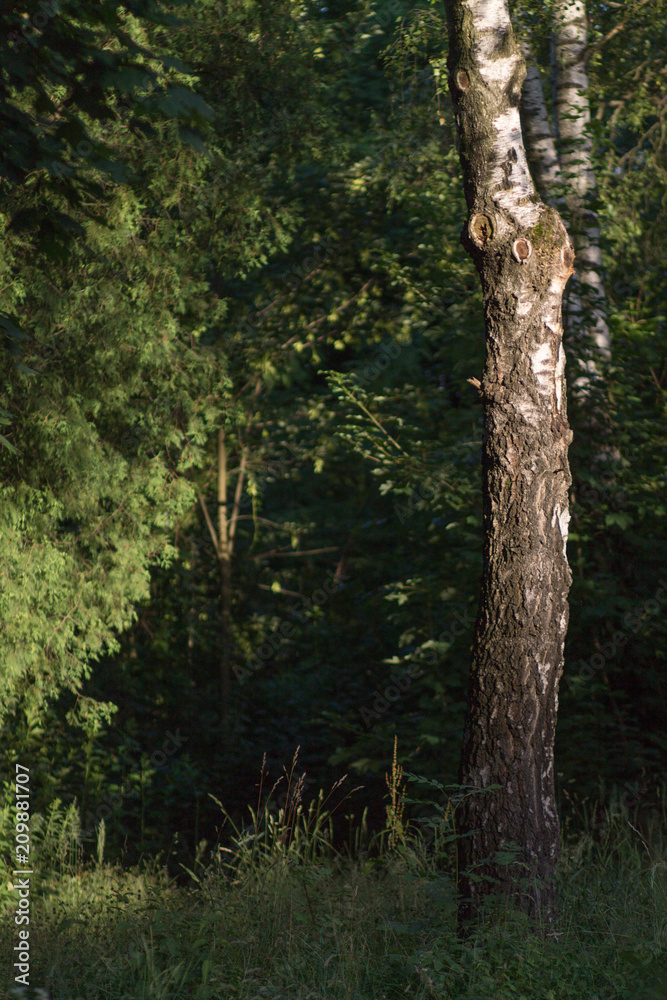Fototapeta premium trees in the forest