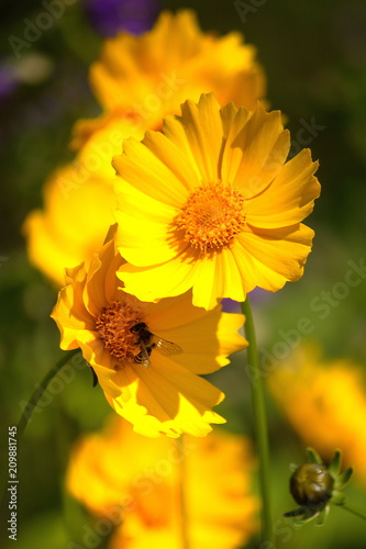 Coreopsis flowers and a bee