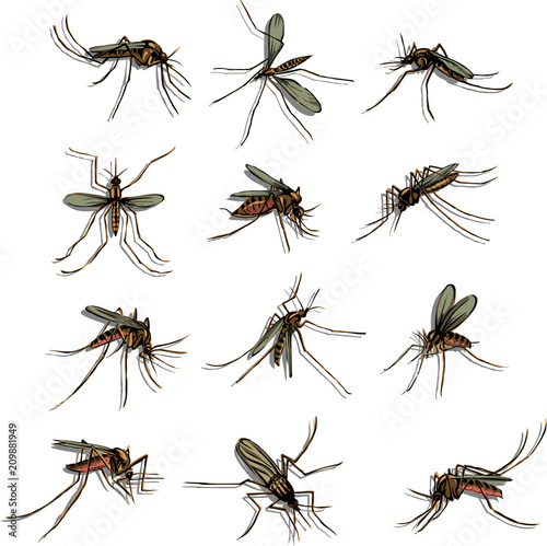 The mosquito, proboscis, bite, vector, silhouette, symbol, black and color © gjan62