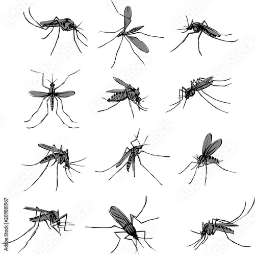 The mosquito, proboscis, bite, vector, silhouette, symbol, black and color