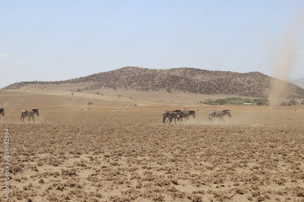 セレンゲティ砂漠風景
