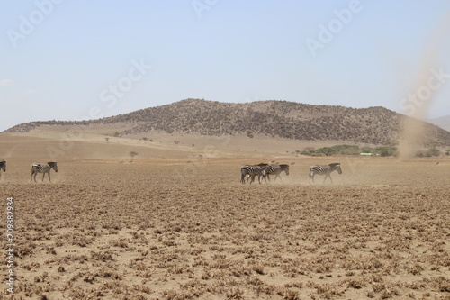 セレンゲティ砂漠風景