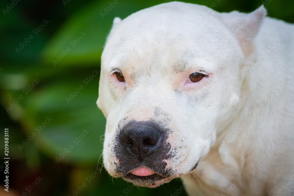 Closeup portrait of white staffordshire terrier. American staffordshire in garden or park
